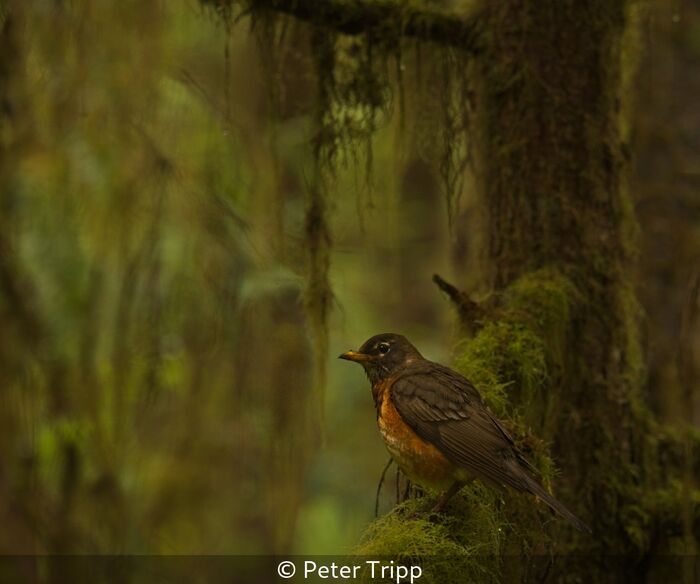 American Robin On A Mossy Branch