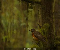 American Robin On A Mossy Branch