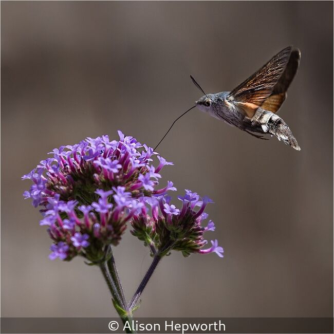 Hummingbird Hawk Moth