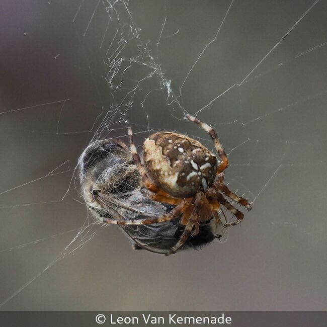 Cross Orbweaver Spider with Carder Bee Prey