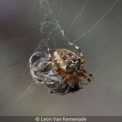 Cross Orbweaver Spider with Carder Bee Prey