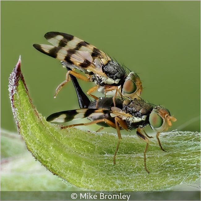 Bull Thistle Gall Flies Mating. Urophora Stylata.