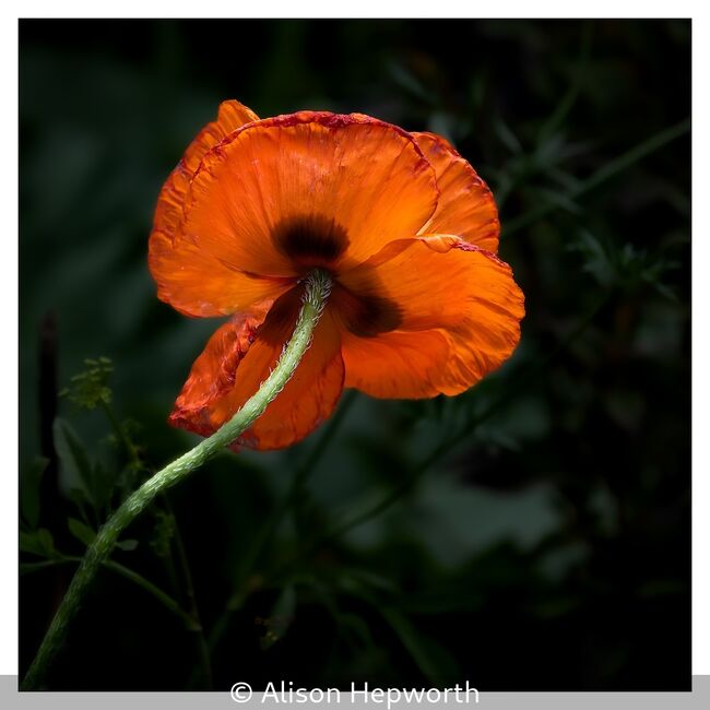 Poppy