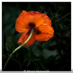 Poppy