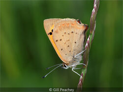 Small Copper
