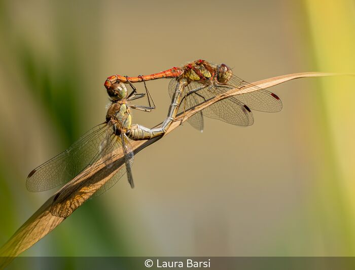Colourful Mating Of Two Common Hawkers