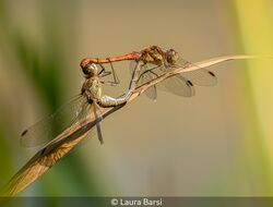 Colourful Mating Of Two Common Hawkers