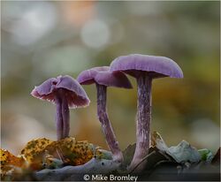 Amethyst Deceivers