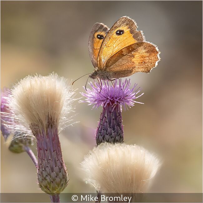 Rim Lit Gatekeeper On Plume Thistle.