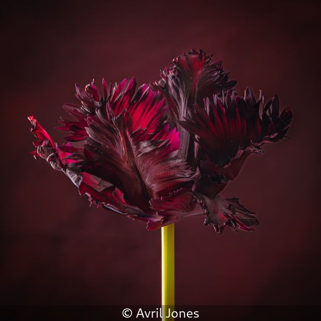 Burgundy Parrot Tulip