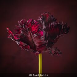 Burgundy Parrot Tulip