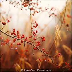 Warm Colour On A Cold Day