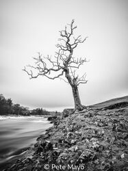 Lone Tree, Linton Falls