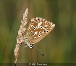 Female Chalkhill Blue Roosting On Cock's-foot