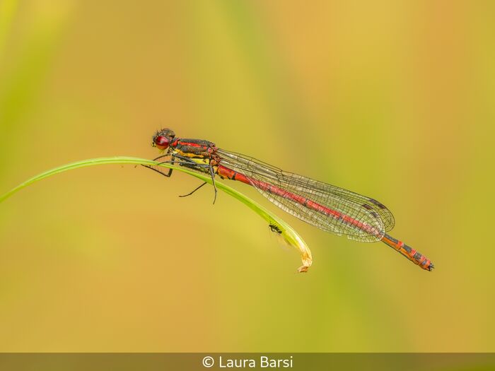 Red Damselfly And Mosquito