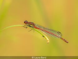 Red Damselfly And Mosquito