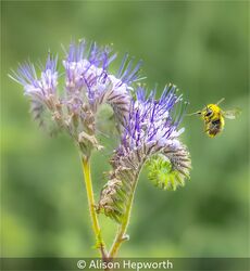 Bumble Bee In Flight