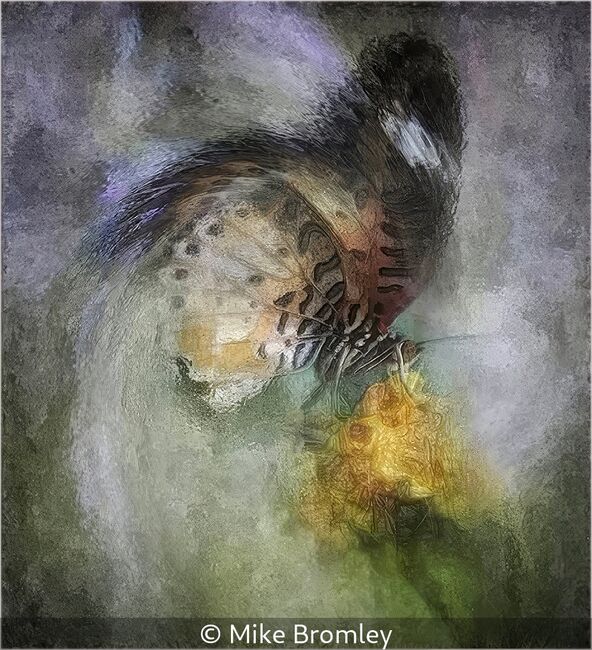 Majestic Butterfly In A Spin.