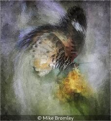 Majestic Butterfly In A Spin.