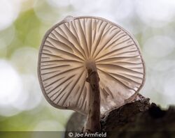 Porcelain Fungi