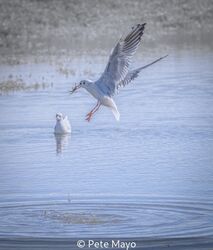 Gull Fishing