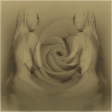 A Rose Between