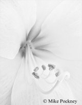 Amaryllis
