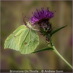 Brimstone On Thistle