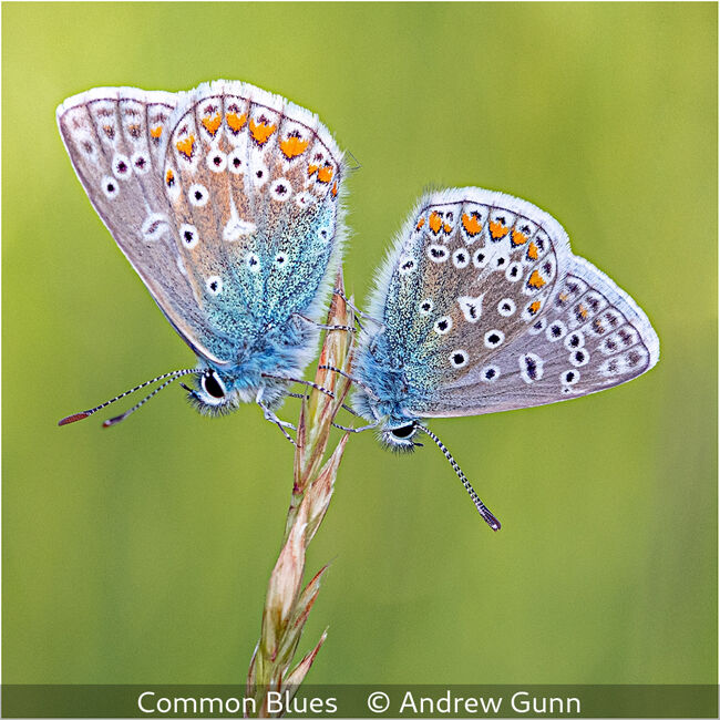 Common Blues