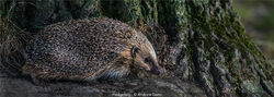 Hedgehog