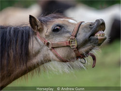 Horseplay