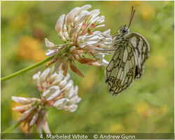 Marbled White