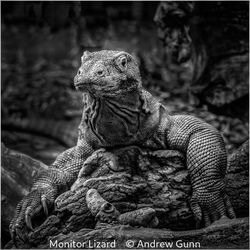 Monitor Lizard