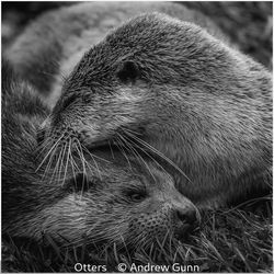 Otters