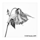 Aquilegia Sketch