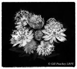 Astrantia Posy