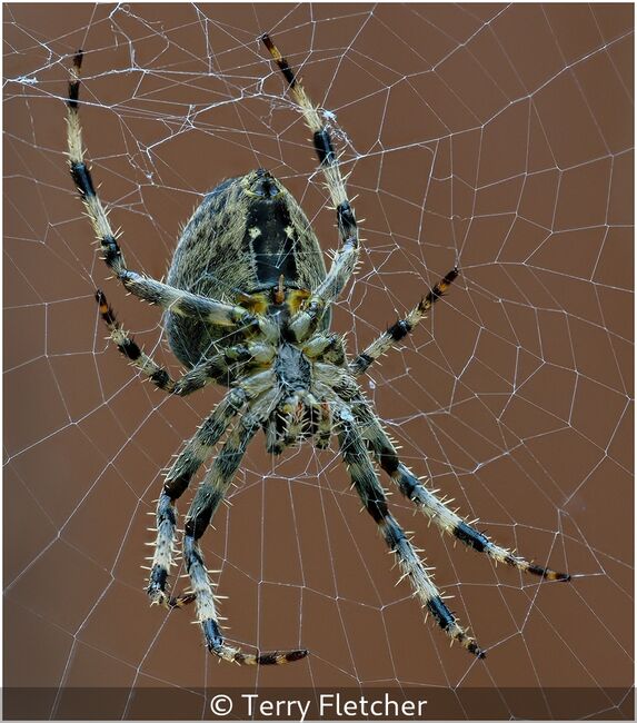 Arachnid Patiently Waiting