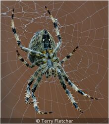 Arachnid Patiently Waiting