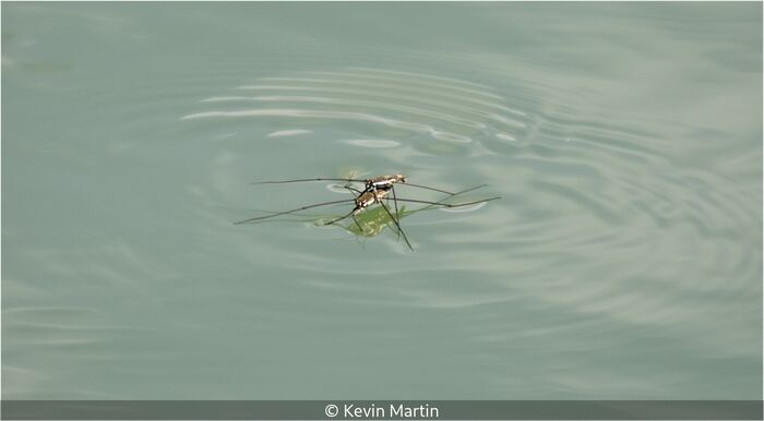 Common Pond Skaters