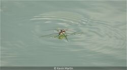 Common Pond Skaters