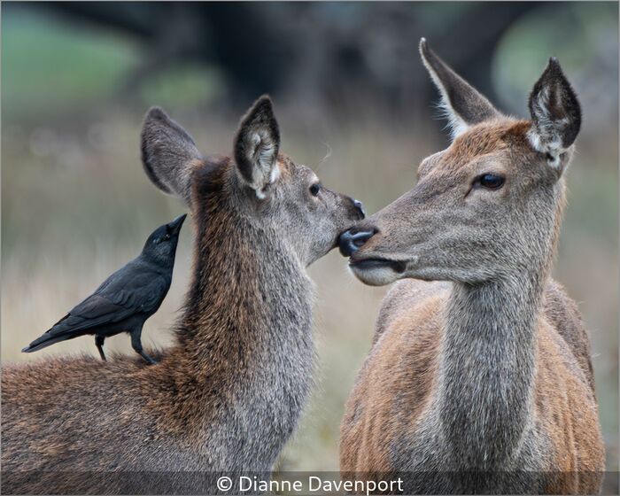 2 Hinds And Crow