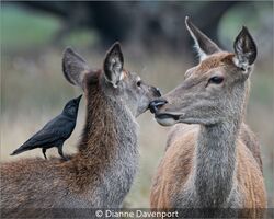 2 Hinds And Crow