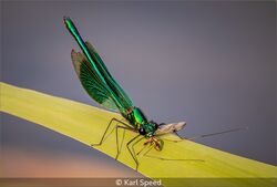 Demoiselle Eating A Cranefly