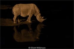 Black Rhino At Watering Hole
