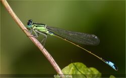 Blue-tailed Damselfly Teneral Male