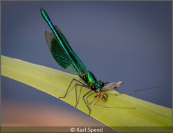 Demoiselles Sunset Dinner