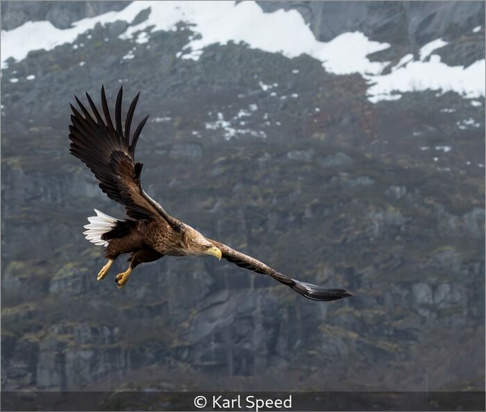B Class 10 Karl Speed White Tailed Sea Eagle