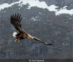 B Class 10 Karl Speed White Tailed Sea Eagle