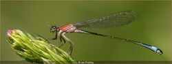 Blue-tailed Damselfly Fi Rufescens