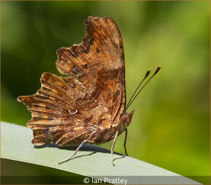 Comma Butterfly Polygonia C-album